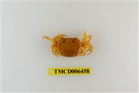 藏品(大里澤蟹)的圖片